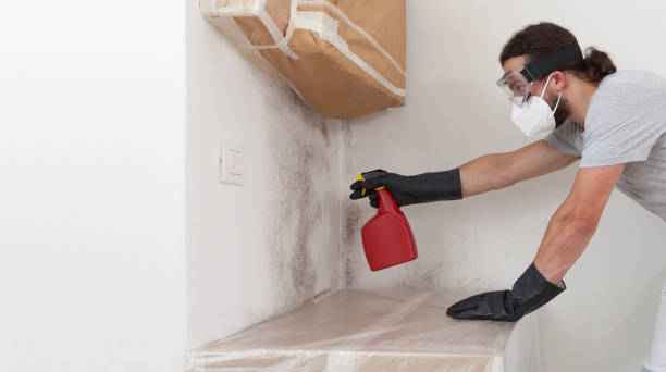 Professional Attic Mold Remediation technician working in Millis, MA